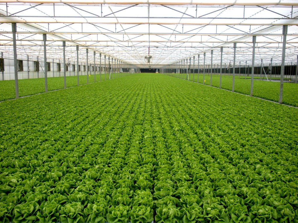 FARM FARM